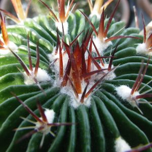 echinofossulocactus