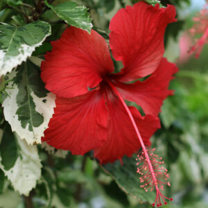 hibiscus panaché