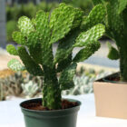 opuntia consolea falcata