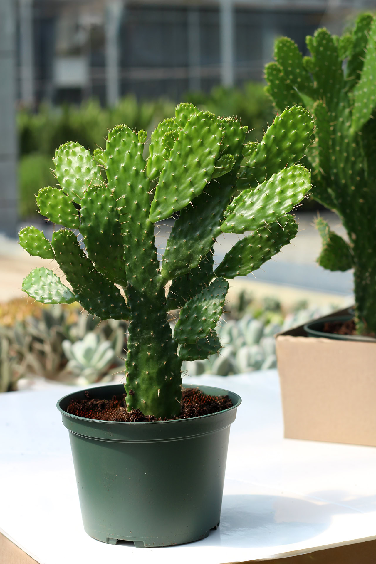 opuntia consolea falcata