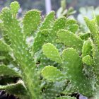 Opuntia Consolea Falcata