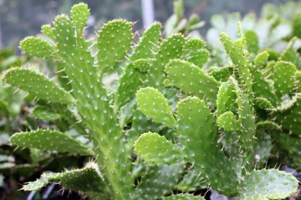 Opuntia Consolea Falcata