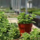 plectranthus amboinicus