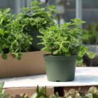 plectranthus amboinicus