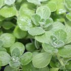 Plectranthus Amboinicus