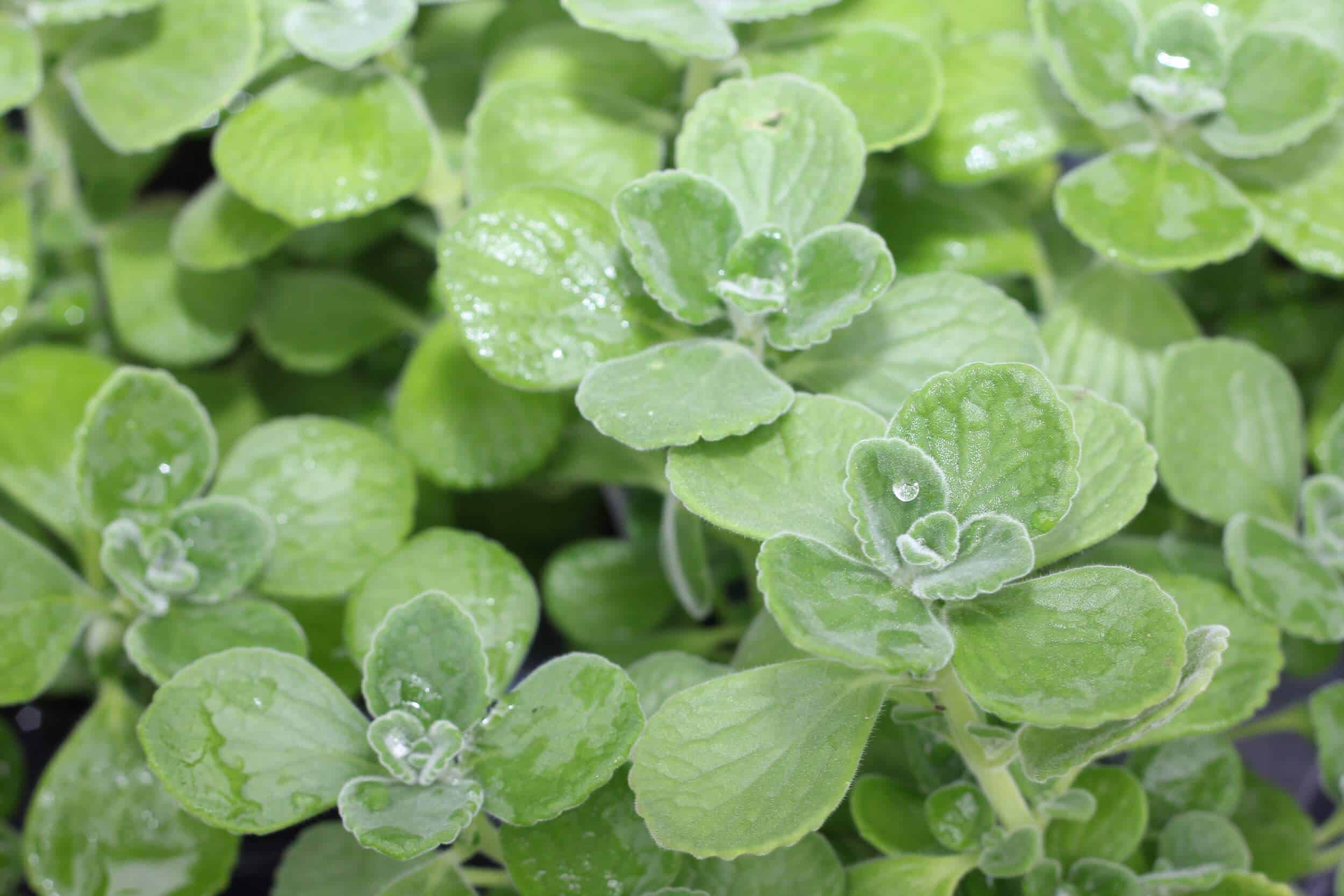 Plectranthus Amboinicus