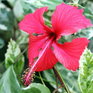 Hibiscus Panaché