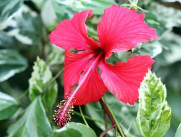 Hibiscus Panaché