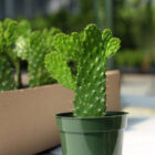 opuntia consolea falcata