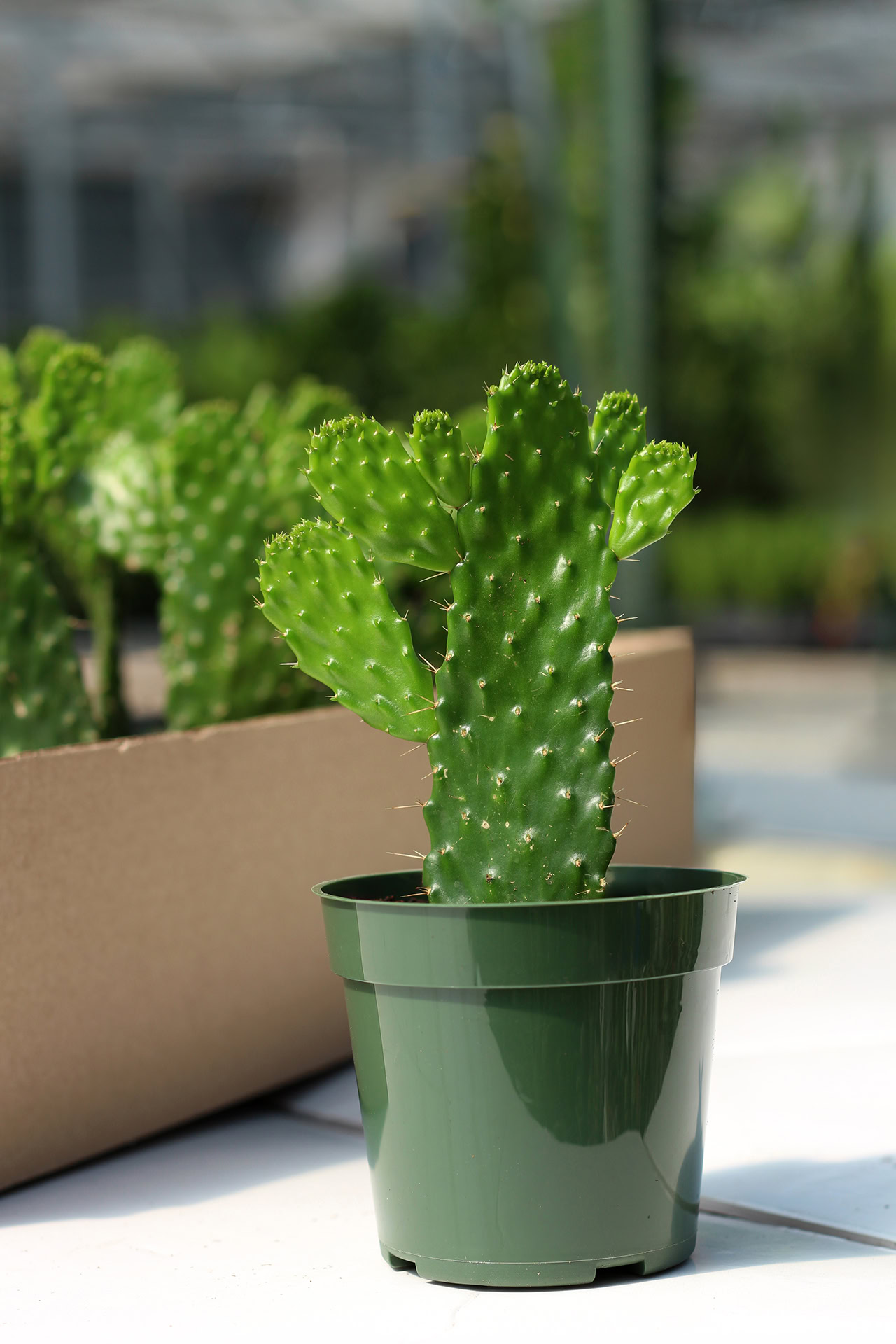 opuntia consolea falcata