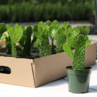 opuntia consolea falcata