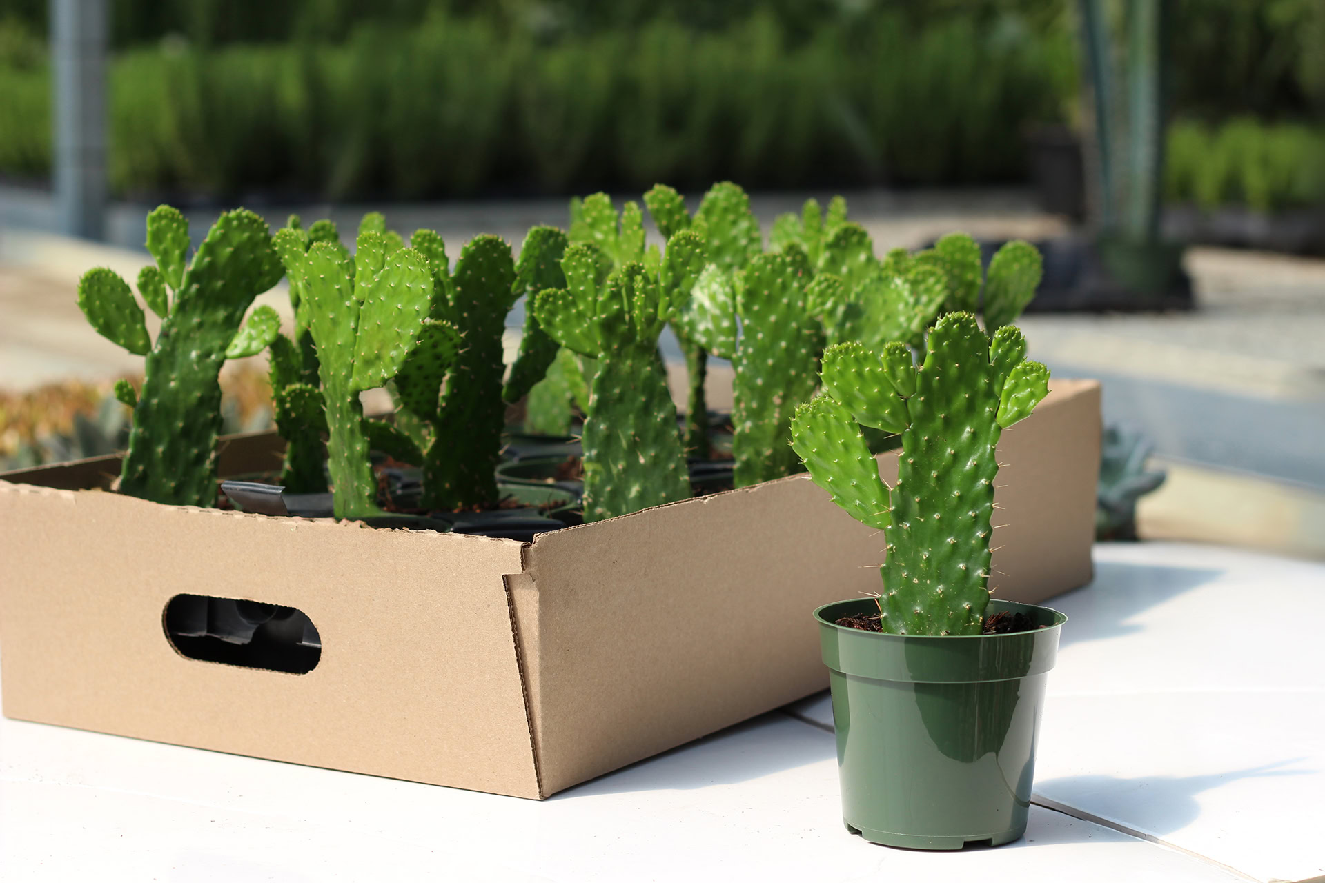 opuntia consolea falcata