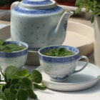 plectranthus amboinicus