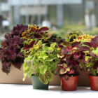 coleus assortis