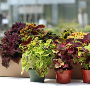 coleus assortis