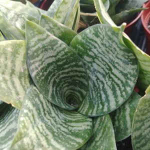 Sansevieria hahnii