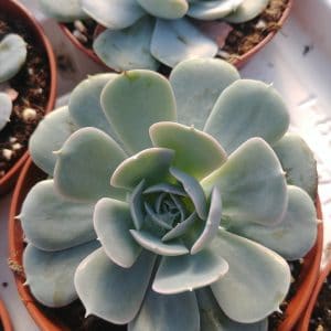 Echeveria runyonii