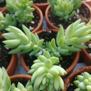 Sedum morganianum