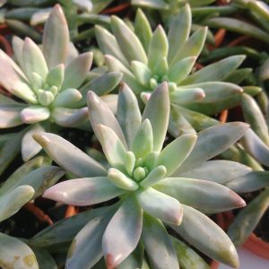 Pachyphytum blue pearl
