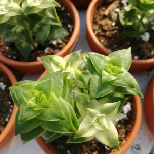 Crassula perforata variegata