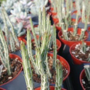 Senecio stapeliiformis