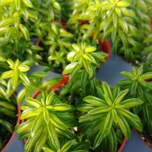 Peperomia dolabriformis