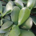 Crassula ovata - Le Cactus Fleuri