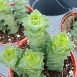 Crassula perforata