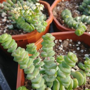 Crassula marnieriana