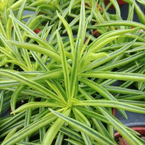 Peperomia ferreyrea