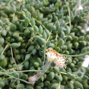 Senecio Herreianus