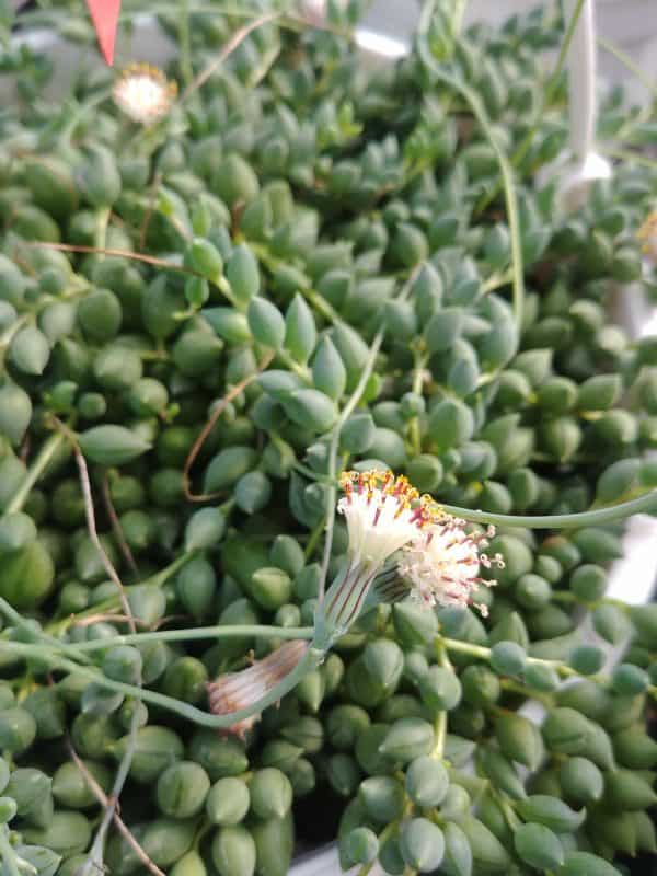 Senecio Herreianus