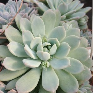 Echeveria Prolifera