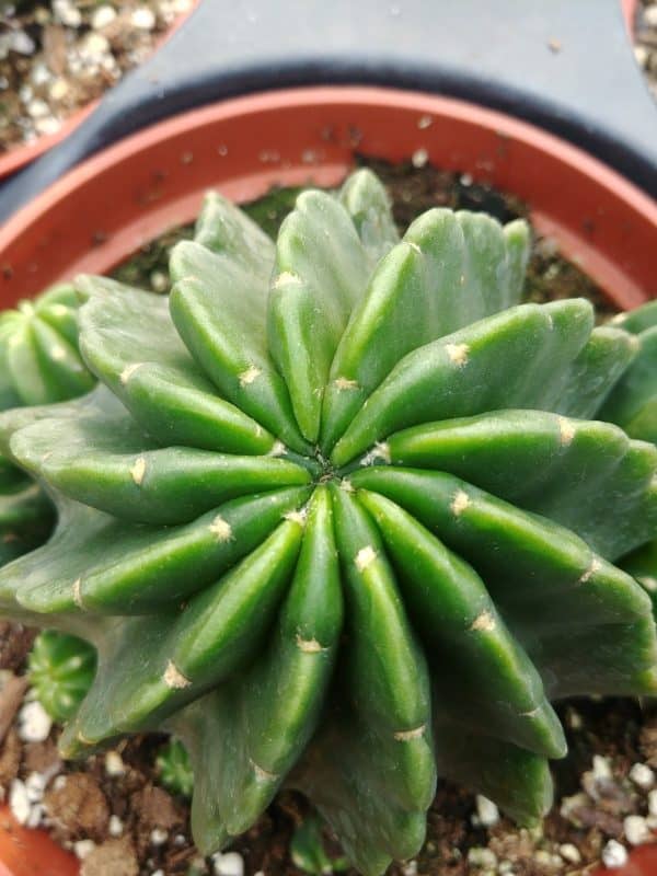 Echinopsis Oxygona