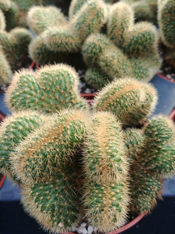 Cleistocactus Cristata