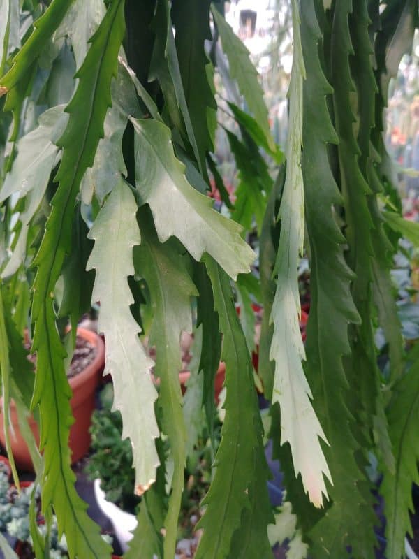 Rhipsalis Houlletiana