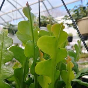 Epiphyllum Angulaire