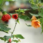 abutilon