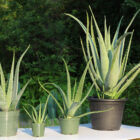 aloe vera