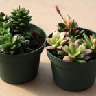 anacampseros rufescens