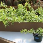 aptenia cordifolia variegata