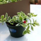 aptenia cordifolia variegata