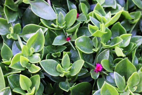 Aptenia Cordifolia