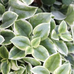 Aptenia Cordifolia Variegata