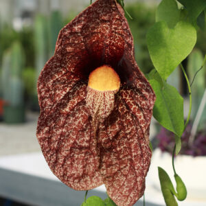 aristolochia gigantea