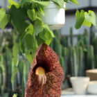 aristolochia gigantea