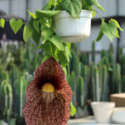 aristolochia gigantea