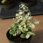 breynia disticha ''snow bush''