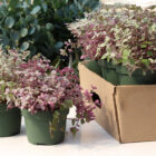 callisia repens pink lady