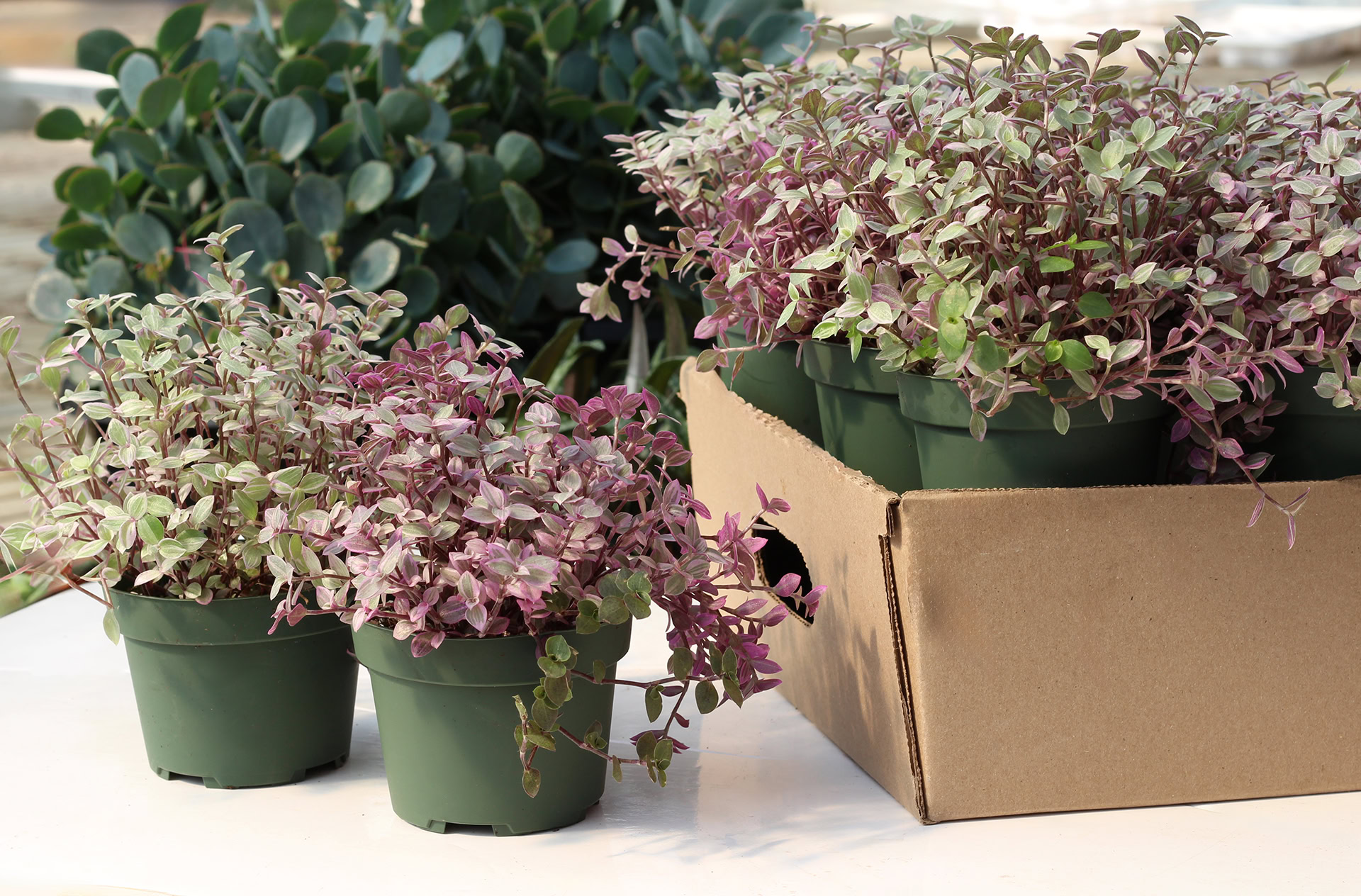 callisia repens pink lady